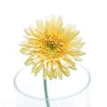 Gerbera Cottycream